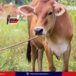 loans-subsidy-ap-dairy-farmers