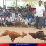 sankranthi-cock-fights-nellore-godavari-roosters