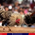 andhra-news-court-orders-cockfighting-sankranti-actions