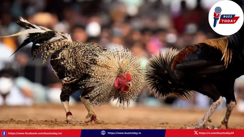 andhra-news-court-orders-cockfighting-sankranti-actions