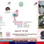 ap-flamingo-festival-2025