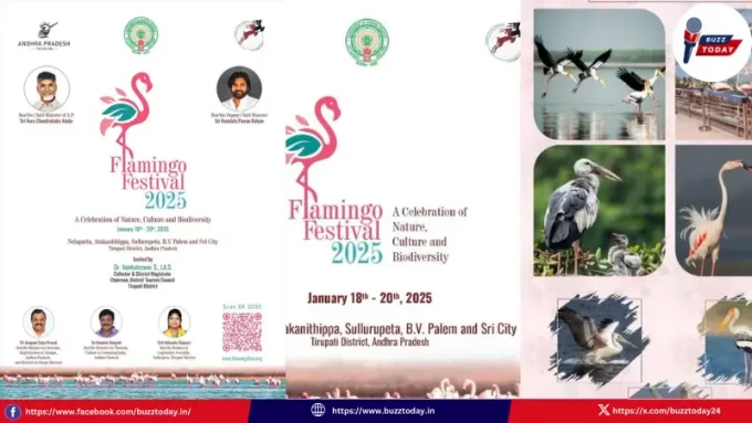 ap-flamingo-festival-2025