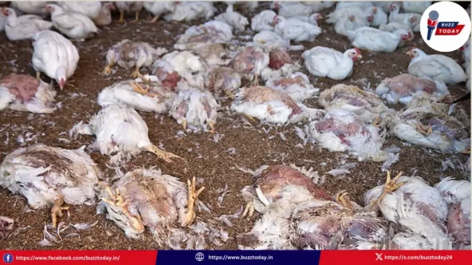 ap-telangana-chicken-virus-outbreak