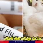 ap-bird-flu-case-symptoms-prevention