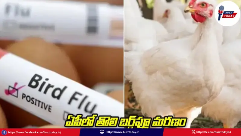 ap-bird-flu-case-symptoms-prevention