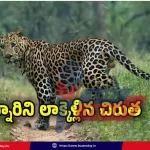 leopard-attack-srisailam-anjamma-parents-save