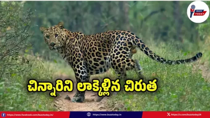 leopard-attack-srisailam-anjamma-parents-save