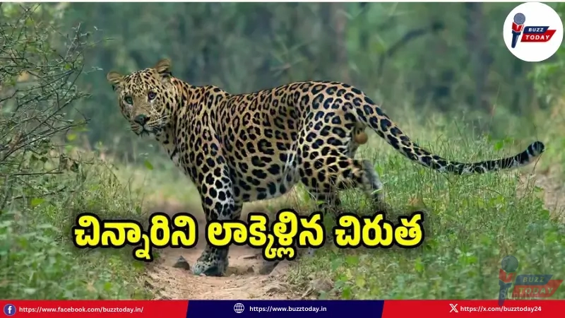 leopard-attack-srisailam-anjamma-parents-save
