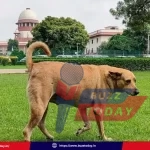 supreme-court-stray-dogs-orders-public-places-ban-implementation