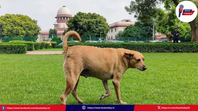 supreme-court-stray-dogs-orders-public-places-ban-implementation
