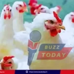 ap-chicken-price-hike-andhra-pradesh