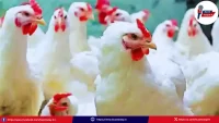 hyderabad-egg-chicken-prices-update-april-28-2026-summer-impact/