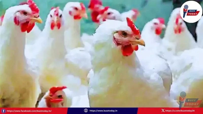 ap-chicken-price-hike-andhra-pradesh