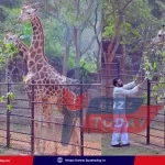 pawan-kalyan-adopts-giraffes-vizag-zoo-mother-birthday-2026