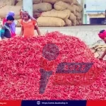 guntur-mirchi-rates-today-2026-january-price-update-record-high
