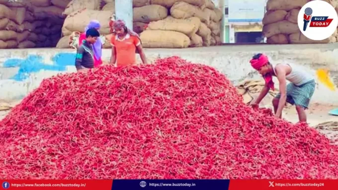 guntur-mirchi-rates-today-2026-january-price-update-record-high