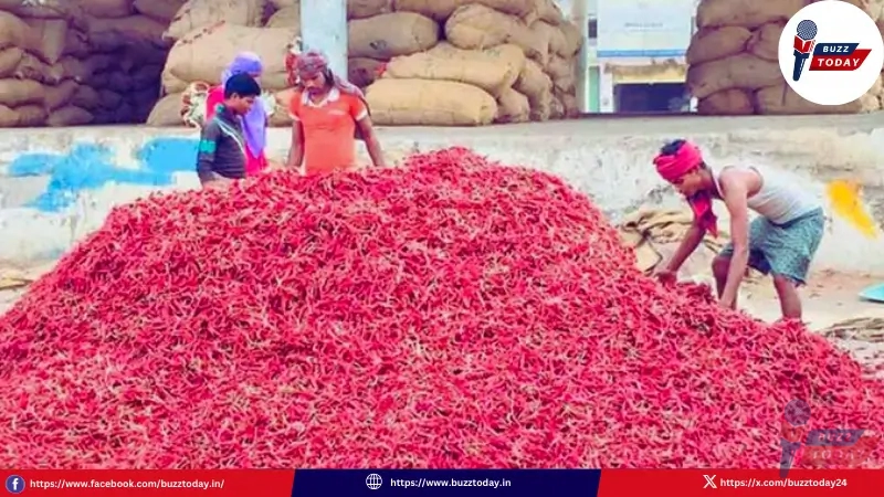 guntur-mirchi-rates-today-2026-january-price-update-record-high