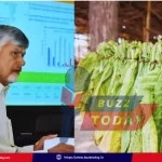 chandrababu-naidu-welcomes-zero-tax-on-raw-tobacco-products-ap-farmers