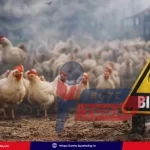 annamayya-district-bird-flu-outbreak-sadum-mandal-poultry-loss-safety-tips