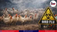 bird-flu-outbreak-anantapur-siddarampuram-2000-chickens-dead