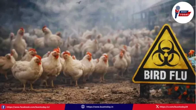 annamayya-district-bird-flu-outbreak-sadum-mandal-poultry-loss-safety-tips