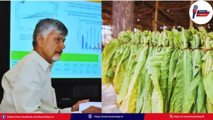 chandrababu-naidu-welcomes-zero-tax-on-raw-tobacco-products-ap-farmers