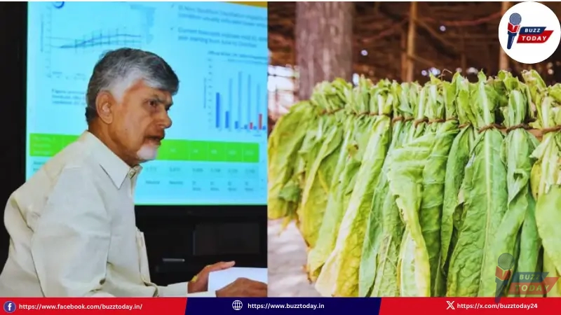 chandrababu-naidu-welcomes-zero-tax-on-raw-tobacco-products-ap-farmers